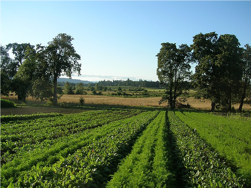 VolcaMin Zeolite used in Australian Agriculture